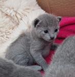 Blauwe Rus kittens met Stamboom, Dieren en Toebehoren, Katten en Kittens | Raskatten | Korthaar, Meerdere dieren, Gechipt