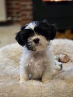 Prachtige sociale boomer pups!!, Overige rassen, 8 tot 15 weken, Meerdere, Meerdere dieren