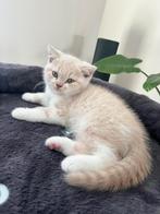 Britse korthaar kittens met stamboom - nog 1 katertje!, Meerdere dieren, Gechipt, 0 tot 2 jaar