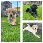 3 prachtige energieke Golden Retriever x Heidewachtel puppys, Dieren en Toebehoren, Honden | Retrievers, Spaniëls en Waterhonden