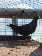 Kleurpostduif kleurpostduiven., Dieren en Toebehoren, Vogels | Duiven, Mannelijk, Postduif