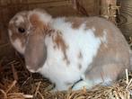 Minilop dek ram, Mannelijk, Dwerg, Hangoor, 0 tot 2 jaar