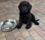 Goldendoodle pups, Dieren en Toebehoren, Honden | Niet-rashonden, Reu, 8 tot 15 weken, CDV (hondenziekte), Meerdere