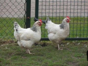 Sussex kippen in mooie verschillende kleurslagen. beschikbaar voor biedingen