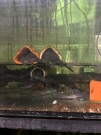 Kweekgroep L400, Vis, Zoetwatervis