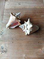 Twee mooie decoratieve schelpen, Ophalen of Verzenden, Zo goed als nieuw