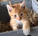 Boerderij kittens, Dieren en Toebehoren, Katten en Kittens | Overige Katten, Meerdere dieren, 0 tot 2 jaar