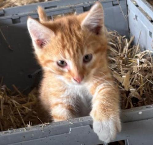 Boerderij kittens, Dieren en Toebehoren, Katten en Kittens | Overige Katten, Meerdere dieren, 0 tot 2 jaar