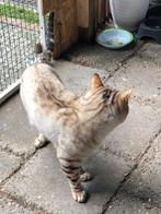 Bengaals kater (Snow), Dieren en Toebehoren, Gechipt, Kater, 3 tot 5 jaar