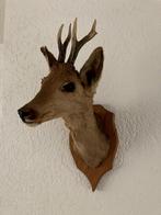 Zeer mooi opgezette reekopje met gewei, Antiek en Kunst, Curiosa en Brocante, Ophalen