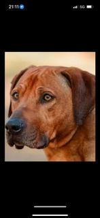 Rhodesian Ridgeback dekreu, Dieren en Toebehoren, 6 jaar of ouder, Reu, CDV (hondenziekte), Eén hond