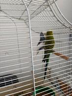 Vogels, Dieren en Toebehoren, Vogels | Parkieten en Papegaaien, Mannelijk, Parkiet