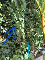 Kersenboom, Ophalen, Overige soorten