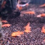 ❤️Te koop! €3,00 per stuk Ancistrus "Super Red" nakweek️❤️, Vis, Zoetwatervis