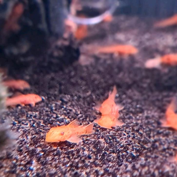 ❤️Te koop! €3,00 per stuk Ancistrus "Super Red" nakweek️❤️, Dieren en Toebehoren, Vissen | Aquariumvissen, Zoetwatervis, Vis