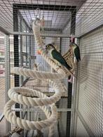 pyrrhura, Meerdere dieren, Parkiet