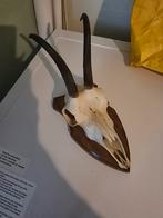 Schedel Gems, Verzamelen, Dierenverzamelingen, Ophalen of Verzenden, Gebruikt, Schedel