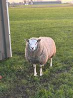 Swifter dekram, Dieren en Toebehoren, Mannelijk, Schaap