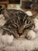 Baasje gezocht!, Dieren en Toebehoren, Poes