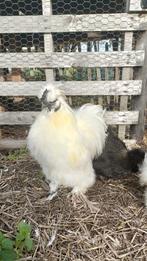 Prachtig Zijdehoen koppeltje *Black & White*, Dieren en Toebehoren, Pluimvee, Meerdere dieren, Kip