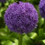 allium globemaster bollen, diverse maten, Ophalen of Verzenden, Najaar, Volle zon, Bloembol
