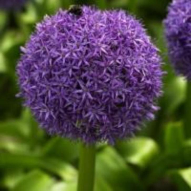 allium globemaster bollen, diverse maten, Tuin en Terras, Bloembollen en Zaden, Bloembol, Najaar, Volle zon, Ophalen of Verzenden