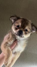 Schattige Pomchi en chihuahua, Reu, 8 tot 15 weken, Meerdere, Chihuahua