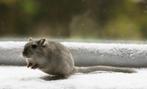 Twee gerbil zusjes van 10 maanden oud, Dieren en Toebehoren, Vrouwelijk, Januari, Overige typen, Tam