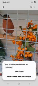 Goudvink noorse, Mannelijk, Wildzangvogel