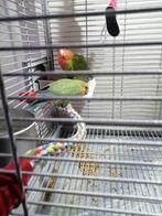 lovebird koppel, Dieren en Toebehoren, Vogels | Parkieten en Papegaaien, Meerdere dieren, Parkiet