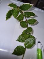 Hoya lacunosa asami wonosobo variegata, Huis en Inrichting, Kamerplanten, Ophalen of Verzenden, Halfschaduw, Minder dan 100 cm