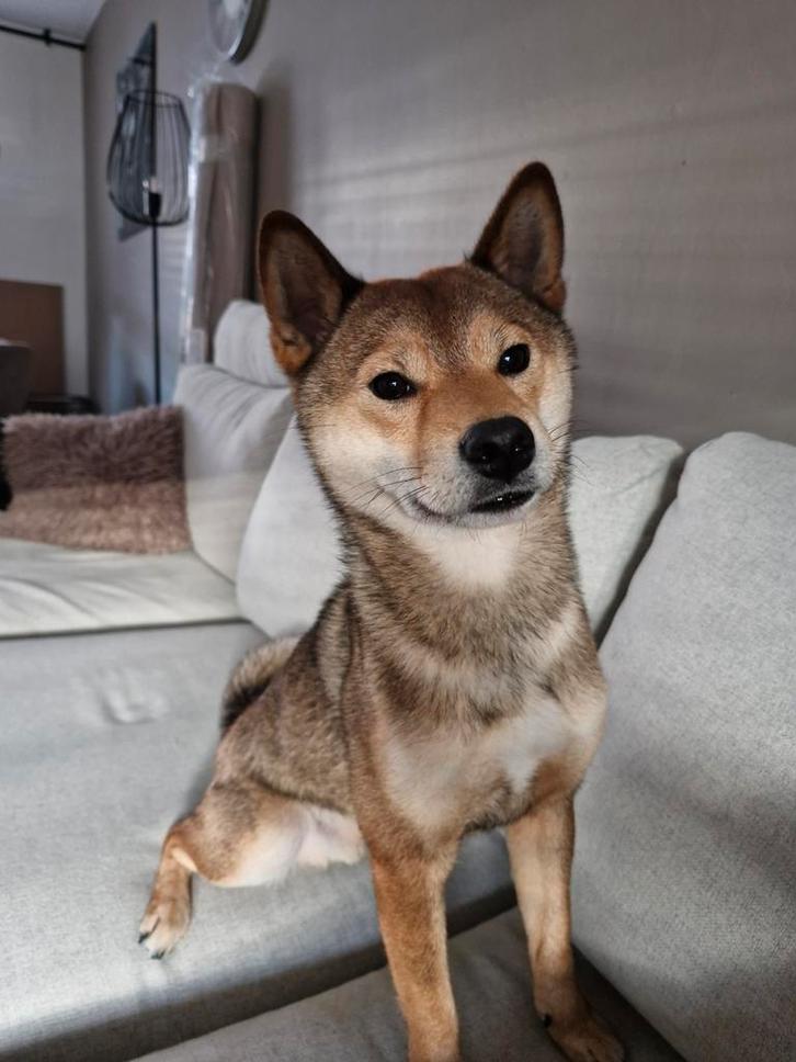 Nieuw huisje gezocht voor Shiba inu reu 2 jaar, Dieren en Toebehoren, Honden | Niet-rashonden, Reu, Particulier, Eén hond, Nederland