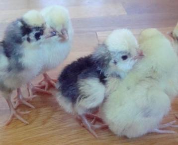 kuikens geboren!! beschikbaar voor biedingen