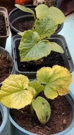 Komkommer .🥒🥒....2  voor, Tuin en Terras, Planten | Tuinplanten, Ophalen, Zomer, Groenteplanten, Volle zon