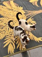Gratis 4 super lieve poezen, Dieren en Toebehoren, Meerdere dieren, 0 tot 2 jaar