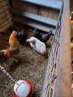 Verse broedeieren araucana kip, Dieren en Toebehoren, Pluimvee, Kip, Geslacht onbekend