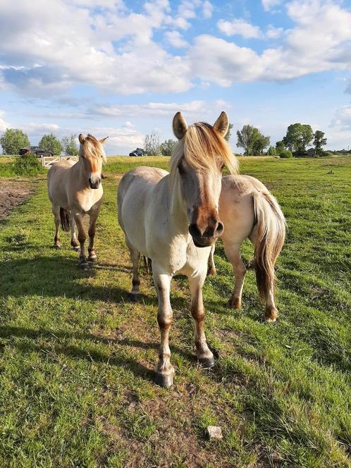 Fjord: Diverse mooie Fjorden uit eigen fokkerij!, Dieren en Toebehoren, Pony's, Meerdere dieren, Onbeleerd, D pony (1.37m tot 1.48m)