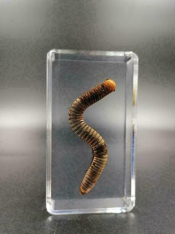 Hars Insecten - Millipede - 100% Helder beschikbaar voor biedingen