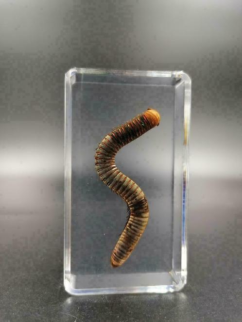 Hars Insecten - Millipede - 100% Helder, Verzamelen, Dierenverzamelingen, Nieuw, Opgezet dier, Insect, Ophalen of Verzenden