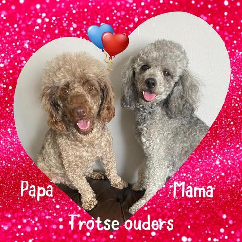 Toy/Dwergpoedel puppys geboren !!, Dieren en Toebehoren, Honden | Chihuahua's en Gezelschapshonden, Meerdere dieren, Poedel, Particulier