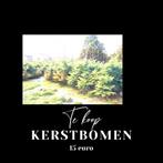 Te koop kerstbomen, Tuin en Terras, Ophalen of Verzenden, Volle zon, Overige soorten