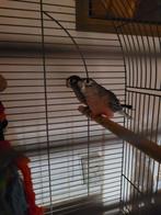 Koppel Bourkeset kooi, Meerdere dieren, Parkiet