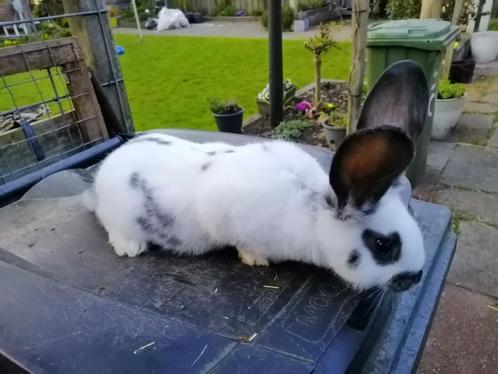 Rammetje kruising lotharinger x vlaamse reus, Dieren en Toebehoren, Konijnen, Groot, Mannelijk, 0 tot 2 jaar