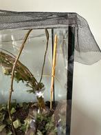 Wandelende takken incl terrarium en standaard (€25), Wandelende tak