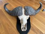 Beautiful Trophy Cape Buffalo Skull & Horns Mounted, Verzamelen, Dierenverzamelingen, Wild dier, Gewei of Kop, Gebruikt, Ophalen of Verzenden
