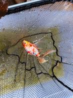 Moet weg!! alles in 1 koop 6 koi karpers en 2 shubunkin, Dieren en Toebehoren, Vissen | Vijvervissen, Karper of Koi