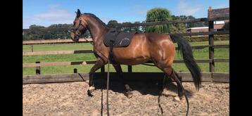 Aangepaste longeersingel beschikbaar voor biedingen