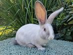 Duitse reus,  blauw vsallander VM, ram, Dieren en Toebehoren, Konijnen, Mannelijk, Groot, 0 tot 2 jaar