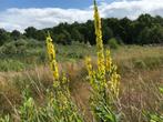 Tweejarige plant, toorts, Ophalen, Bodembedekkers, Volle zon, Tweejarig