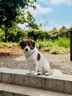 Kevin is in Nederland, Dieren en Toebehoren, Particulier, Rabiës (hondsdolheid), 1 tot 2 jaar, Buitenland